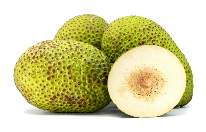 BREAD FRUIT (DHEL)
