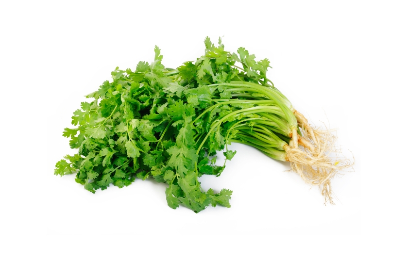 CORIANDER LEAF