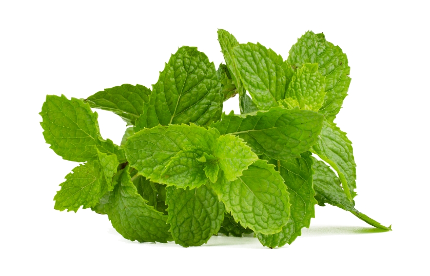 MINT LEAVES